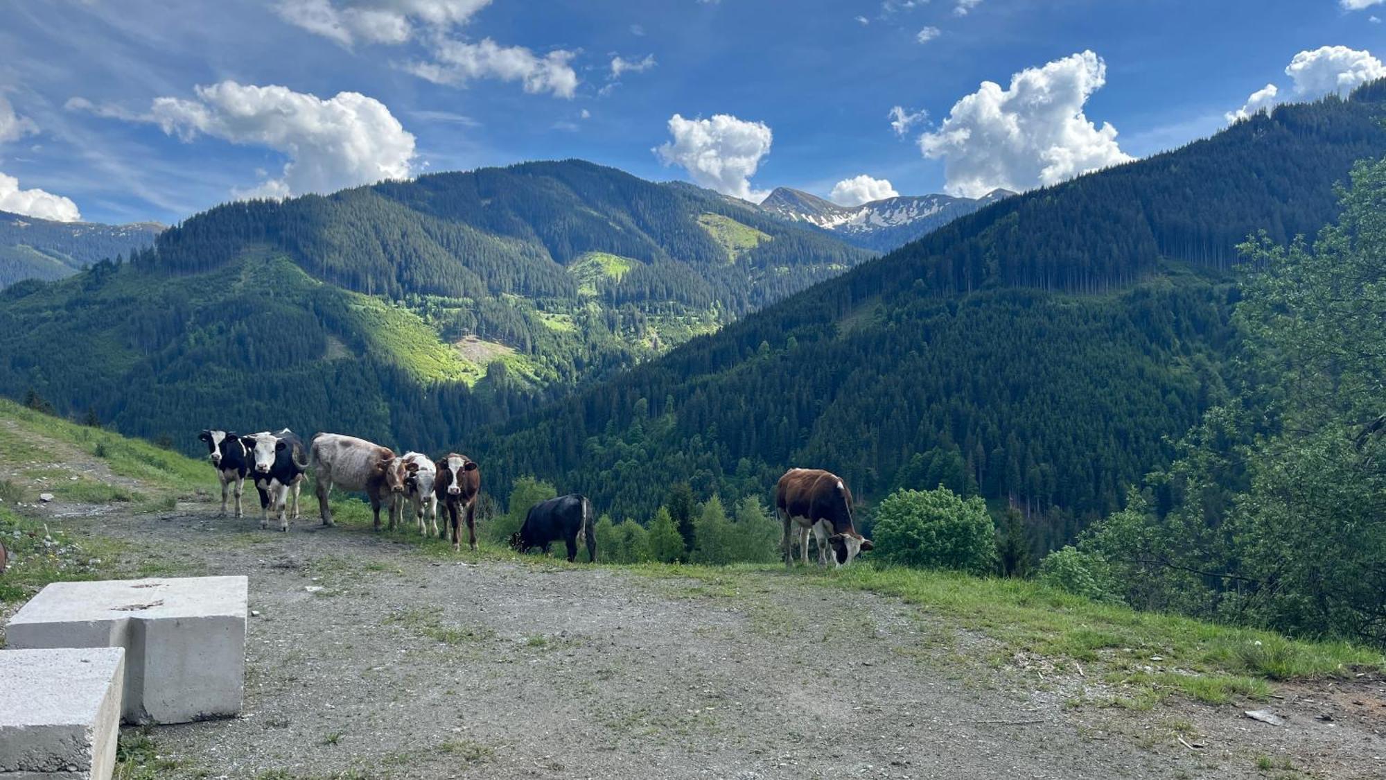 Landhaus Oberzinnegg Saalbach-Hinterglemm Dış mekan fotoğraf