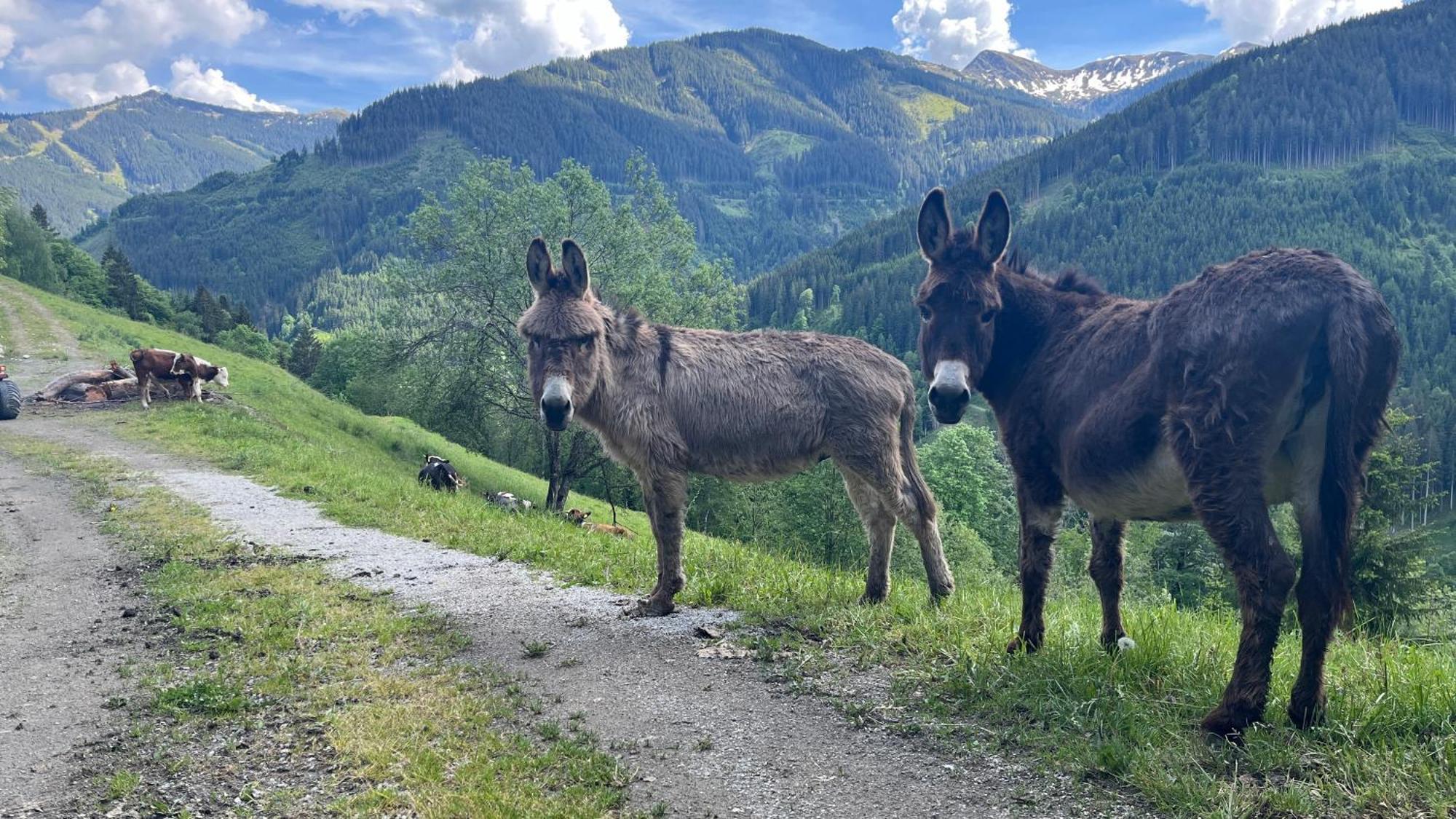 Landhaus Oberzinnegg Saalbach-Hinterglemm Dış mekan fotoğraf